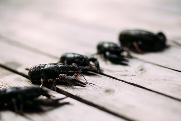 Live crayfish on wooden background