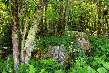 Grayson Highlands State Park in Virginia