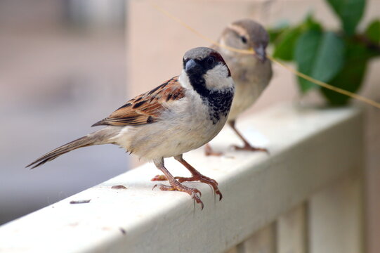 Nesting Sparrows