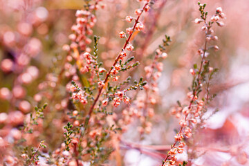red and white little flowers