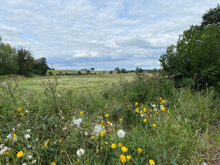 Rural landscape, with wild plants, fields and trees, adjacent to, Common Lane, Wakefield, UK