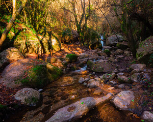 Bosc encantado