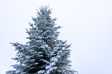 Top of an old fir covered with fresh snow on cloudy sky background with copy space
