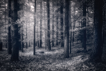 The Forest