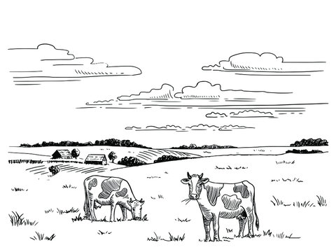 Hand drawn sketch of the countryside with cows grazing in the meadow. Suitable for decoration of natural farm products, dairy production.