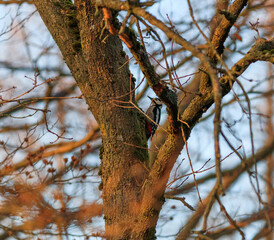 Buntspecht an einem Baum im Winter