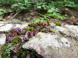 Purple mushrooms on a log