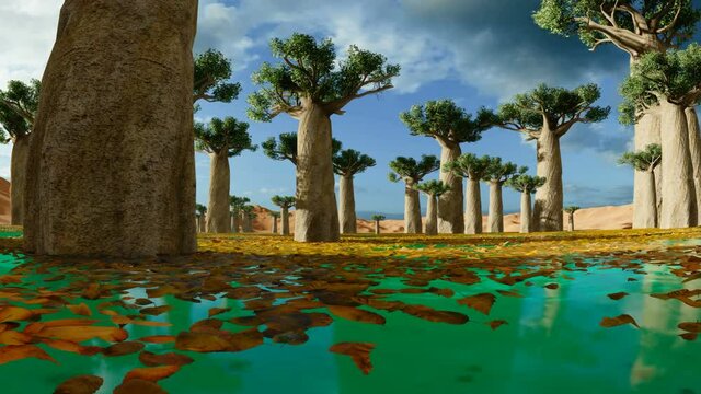 Pan of baobab trees on a beautiful day