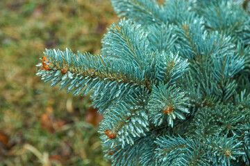 christmas tree branches