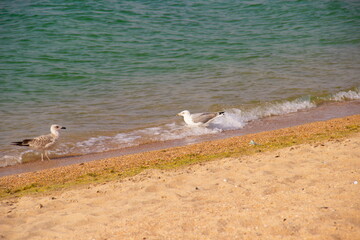 Seagulls swim in sea water