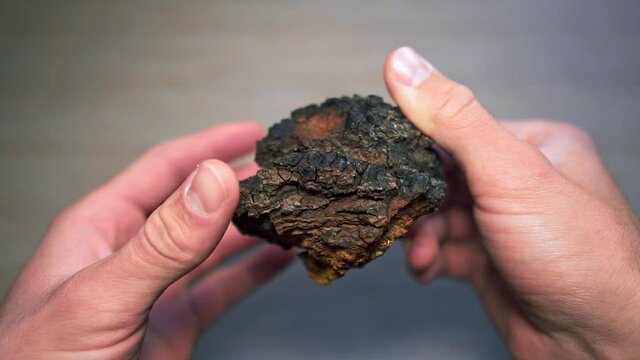 Slow motion shot of male hands rotating a chunk of Chaga mushroom.