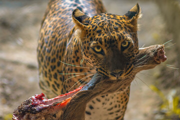 leopard with his kill © Martin