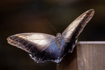 butterfly up close