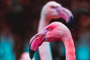 Wandcirkels plexiglas close up of a flamingo © Martin