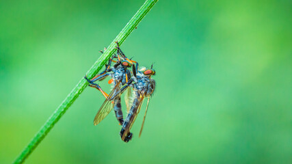 Neoitamus cyanurus © Sawomir