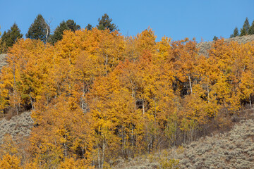 Obraz premium Scenic Landscape in Grand Teton National Park Wyoming in Autumn