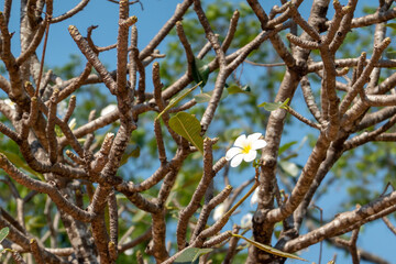 flower on a tree