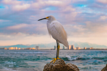 heron on the beach