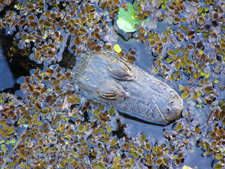 American alligator swimming in a swamp in the Everglades, Florida, United States of America.     