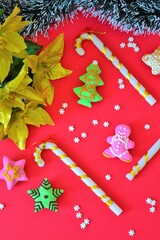 Christmas composition: Tinsel frame in the shape of a tree branch and golden poinsettias on a red background with Christmas cookies decorated with colored icing and candy canes