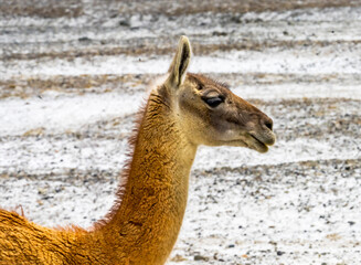 Obraz premium Guanaco Wild Lama Torres del Paine National Park Chile