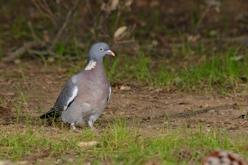 paloma torcaz en el suelo del bosque (columba palumbus)