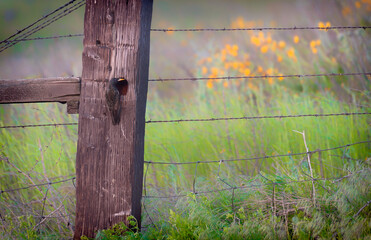 Bird attends a nest in a wooden fence post