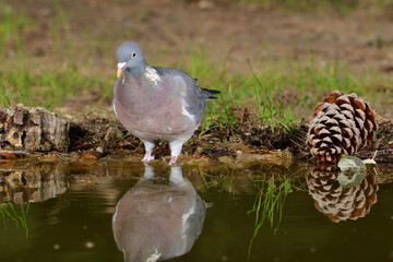 paloma torcaz bebiendo en el estanque del bosque (columba palumbus)