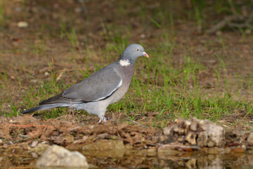 paloma torcaz en el suelo del bosque (columba palumbus)