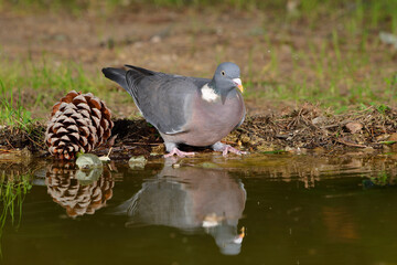 paloma torcaz bebiendo en el estanque del bosque (columba palumbus)