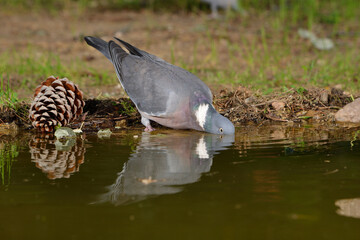 paloma torcaz bebiendo en el estanque del bosque (columba palumbus)