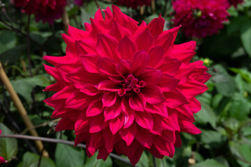 red dahlia flower