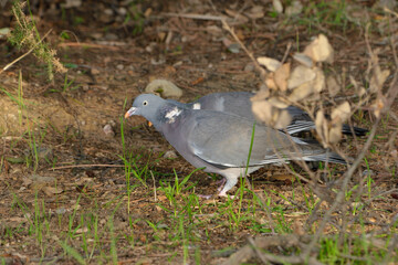 paloma torcaz en el suelo del bosque (columba palumbus)