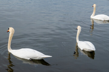 swans on the lake
