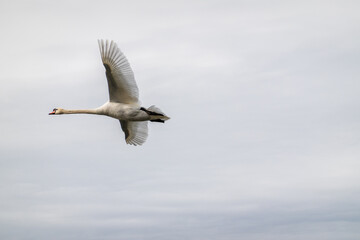 flying swan