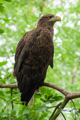 american bald eagle