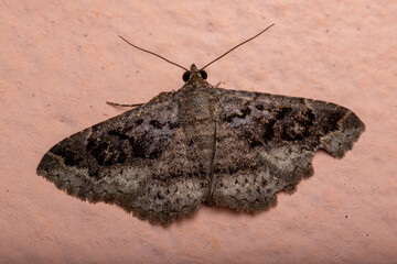 Adult Underwing moth