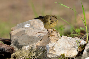 mosquitero musical posado en una piedra en el parque  (phylloscopus trochilus)