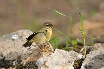 mosquitero musical posado en una piedra en el parque  (phylloscopus trochilus)