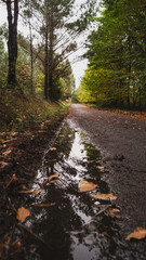 Love autumn