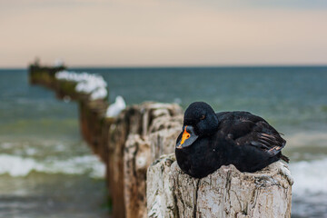 black duck on the beach