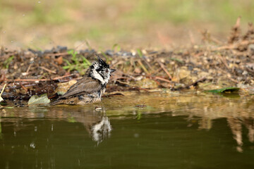  herrerillo capuchino bañándose en el estanque del parque  (lophophanes cristatus)
