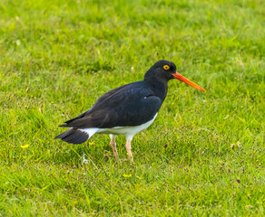 Magellanic Oyster Catrcher Bird Torres del Paine National Park Chile