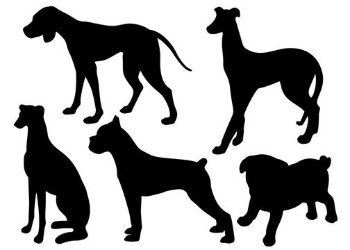 Dogs in different poses in the set. Vector image.