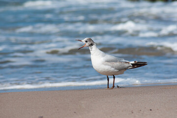 seagull on the beach