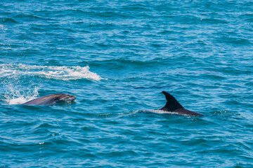 Pair of dolphins in Bay of Islands, New Zealand