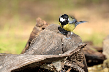 carbonero posado en un tronco  (parus major)