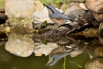 trepador azul posado en el suelo del bosque (sitta europaea)
