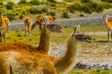 Guanacos Wild Lamas Torres del Paine National Park Chile