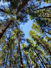 Tall Trees in the fairy forest.